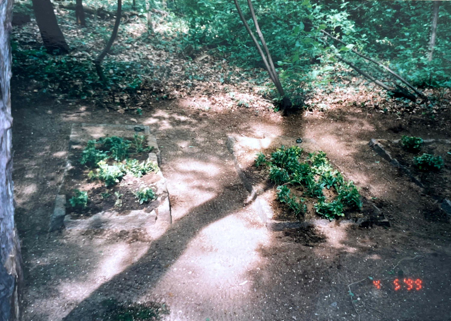 Blick auf die beiden Einzelgräber, rechts im Bild ein Teil des größeren Grabes im Jahr 1999
© Stadt Dresden, Amt für Stadtgrün und Abfallwirtschaft